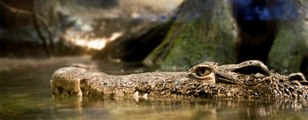 Krokodil Kreta